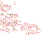 桃花樱花PNG