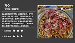 belltoy采集到常见多肉植物图鉴