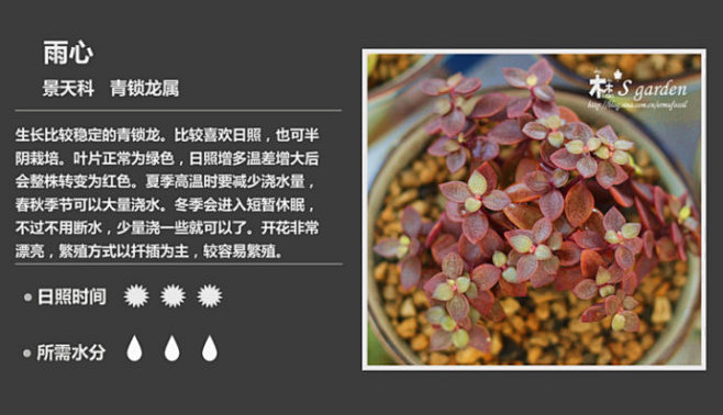 新增50枚-常见多肉植物图鉴