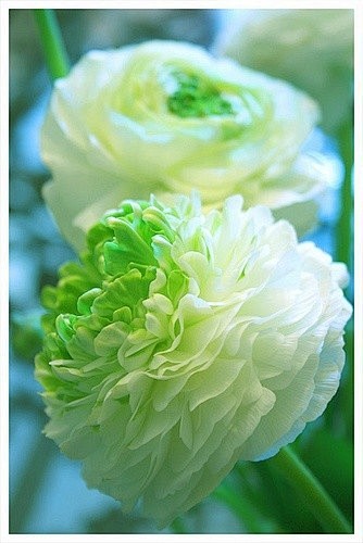 花毛茛（学名：Ranunculus as...