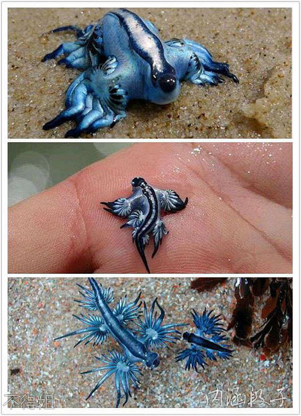 奇特的海底生物

　　奇特的海底生物。
...