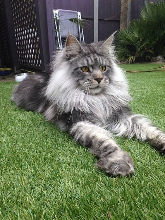 One day Maine Coons ...
