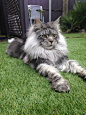 One day Maine Coons will rule the Earth: Kitten, Animals, Beautiful Cats, Maine Coon, Kitty, Coon Cat, Mainecoon, Cat Lady: 
