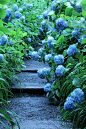 花园路径， 蓝绣球花 