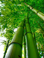 Bamboo is a popular symbol of longevity, resilience, flexibility and health in #FengShui. It is reflective of the wood element of the East and Southeast wood sectors.  http://patricialee.me