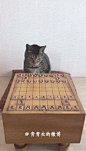Cat playing chess
