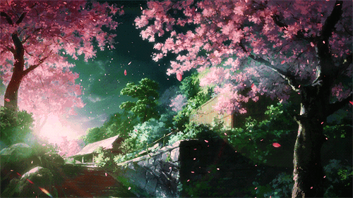 ❈最美那时樱花雨❈
