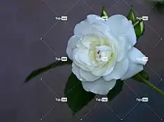 玫瑰 自然 花卉背景 玫瑰花 美丽的花朵 白色的 花壁纸 明确