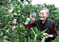 区漳河镇迎接村采摘橘子