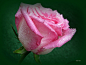 rose sillhuette | Flickr – 相片分享！