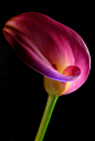 ~~Pink Calla Lily by Dung Ma~~