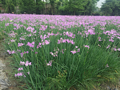 为什么要昵称呢采集到花境材料