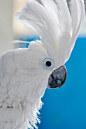 Great White Cockatoo