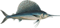 手绘深海复古海洋生物动物透明免抠PNG图案 装饰海报设计素材 (31)