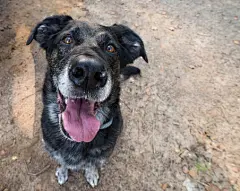 点击来源直接获取大图文件 |有趣的黑狗在绿草中的特写面部