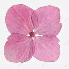 手绘花朵鲜花高清素材 手绘花朵素材 抽象鲜花图片 绿植花卉 花朵海报 花朵海报背景 鲜花 鲜花边框素材 免抠png 设计图片 免费下载