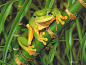 Cal_2006_00_EgoGuiotto_FriendlyFrog