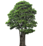 杨梅1-(1,1)-J