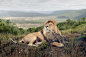 General 1641x1080 lion nature grass Ocelots hill landscape Africa hugging big cats