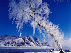 小白灵采集到雪中情