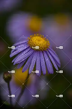 翠菊 花 花卉背景 花壁纸 露 露滴 雨滴 飞沫 盛开 开花