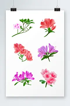 春意盎然手绘杜鹃花花卉元素插画