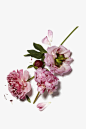 Darphin与摄影师Mathieu Trautmann _君知花落有多少