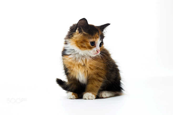 Furry kitten on whit...