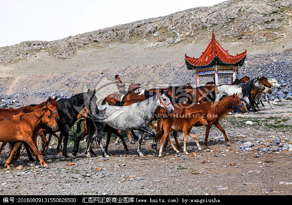 新疆马 伊犁马 马群 棕色马 骑马 牧民...