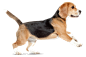 Dog Sitting 1500*988 transprent Png Free Download - Companion Dog, Snout, Scent Hound. - CleanPNG / KissPNG