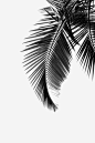 棕榈叶高清素材 手绘图案 手绘背景底纹 服装印刷图案 树叶 树叶纹理 棕榈 棕榈叶 热带风情 免抠png 设计图片 免费下载