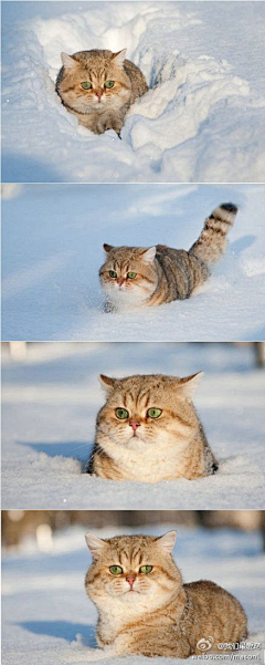 玫瑰的心动采集到老猫咪