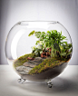 Terrarium indoor plants