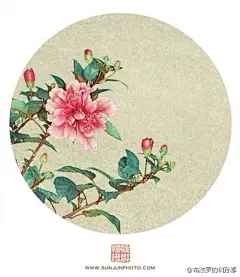 夏夜识花 •【百花录】 