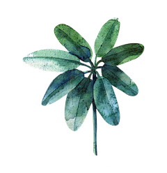 Jenny-桃夭采集到PNG