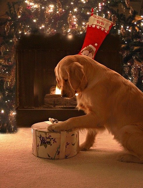 狗狗的圣诞礼物 #狗狗#