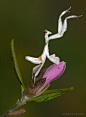 earthlynation:

Mantis