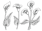 马蹄莲花图形黑白孤立素描插图矢量插画图片