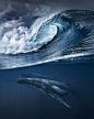Waves & Whales : Waves & Whales: A series of digital composites joining two unique moments in the ocean. One of adrenalin and motion displayed by the waves and another of calmness and serenity portrayed by the whales underwater. A creative collabo