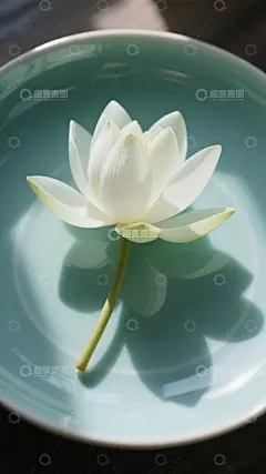 白莲花青瓷盘禅意背景高清模板免费下载-趣麦麦图