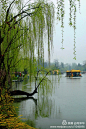 扬州瘦西湖异形柳树—分享自美篇