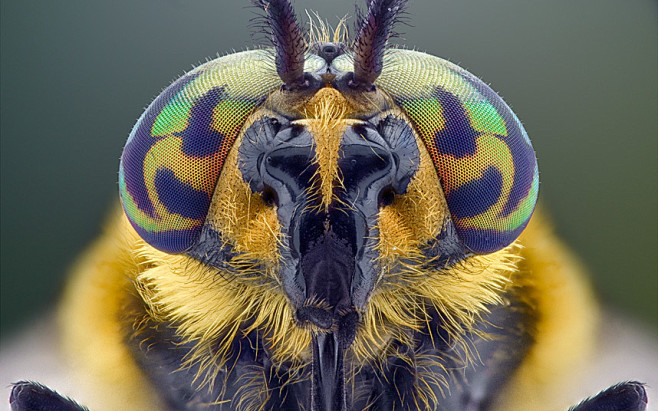 昆虫微距摄影：长角甲虫面目狰狞恐怖 : ...