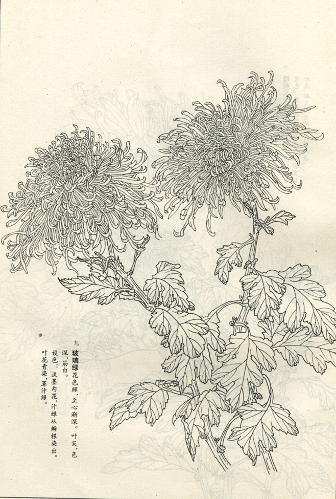 菊谱---白描菊花(70p)陆续发,朋友...