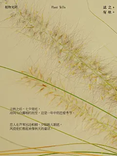 植物光阴·立秋｜凉风至，白露生，爱人相拥