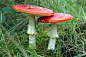 two red fly agaric on grass photo – Free Fungus Image on Unsplash