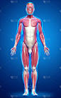 3D对男性肌肉系统进行了精确的医学描述