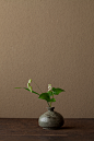 2012年6月10日（日）
小判草を見ていると、生物の起源のことなどに思いが到ります。
花＝小判草（コバンソウ）、舞鶴草（マイヅルソウ）
器＝高麗青磁堆白油壺（高麗時代）