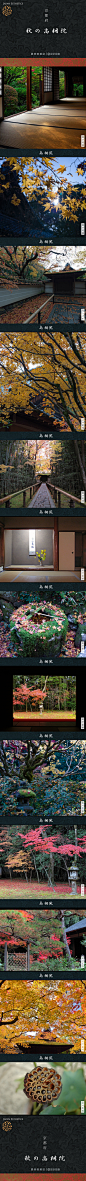 秋の高桐院 | 大德寺高桐院，这座被稱之為“楓之庭”的枯山水庭園，其本堂南面的庭園僅是一塊連成一片的苔地，和座落在苔地之中的一個悄無聲息的石燈籠，除此之外別無它物，沒有白砂，沒有巖石，却體現了日本枯山水的意境。设计目录的照片 - 微相册