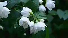 清新淡雅的茉莉花唯美桌面壁纸--植物壁纸-图片之家