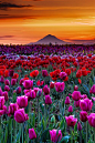 郁金香的日落，伍德，俄勒冈
Tulip Sunset, Woodburn, Oregon